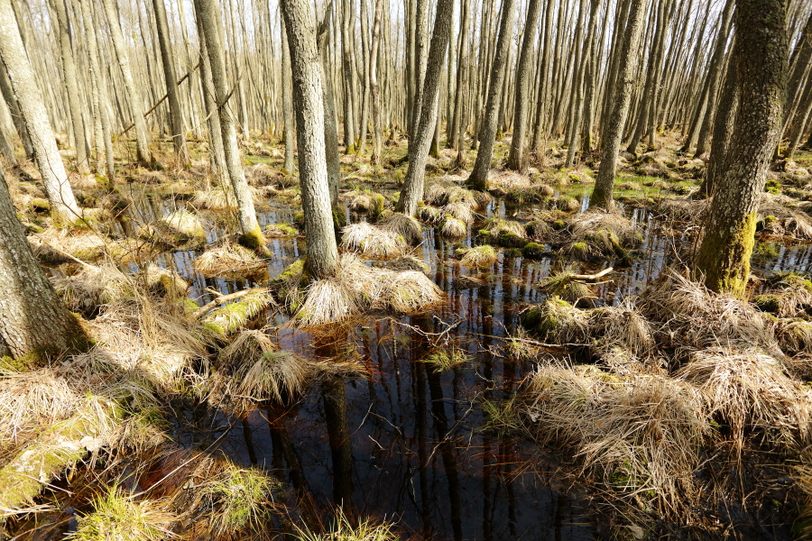 Alder forest